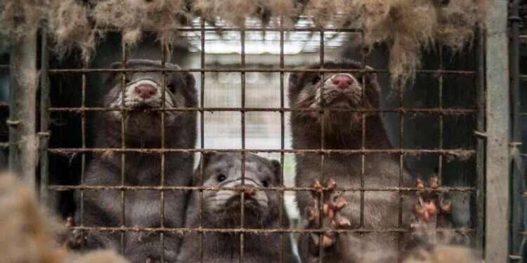 צילום: שאטרסטוק הניסיון הישראלי שכשל להפוך למעצמת פרווה