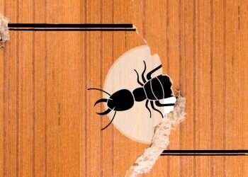 מסע ברחובות פתח-תקווה בעקבות הטרמיט המזיק בעולם