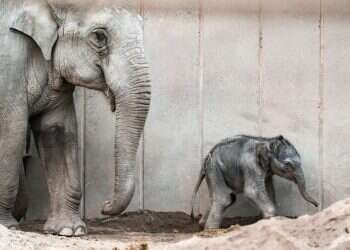 אצבע קלה על החדק: מטעות דפוס ועד ניצחון החשמונאים