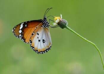 הנבואה מעניקה את התשובה לשאלות שההיגיון איננו יכול לפתור