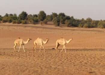הארמונות, המדבר, והבורג' חליפה: ביקור באיחוד האמירויות