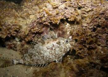 המבצע להגנת החריימה: האם צריך להפסיק לדוג את הלוקוס?