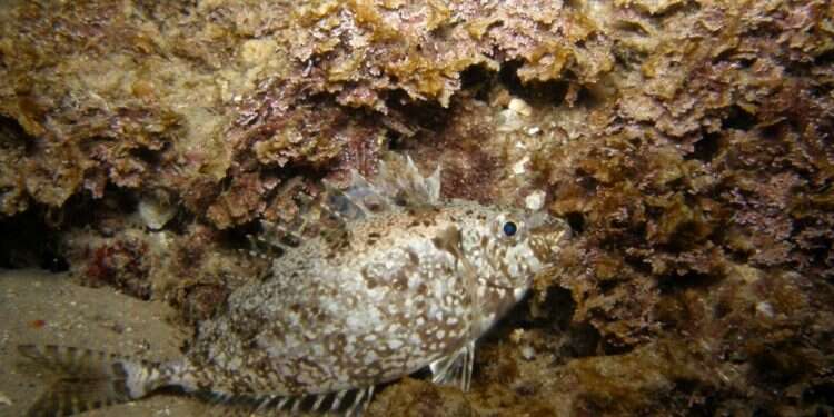 קרדיט: ארז ירוחם המבצע להגנת החריימה: האם צריך להפסיק לדוג את הלוקוס?