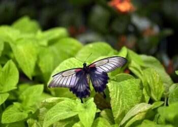 מחקר חדש: מעוף הפרפרים מסתייע בסילון אוויר דחוס
