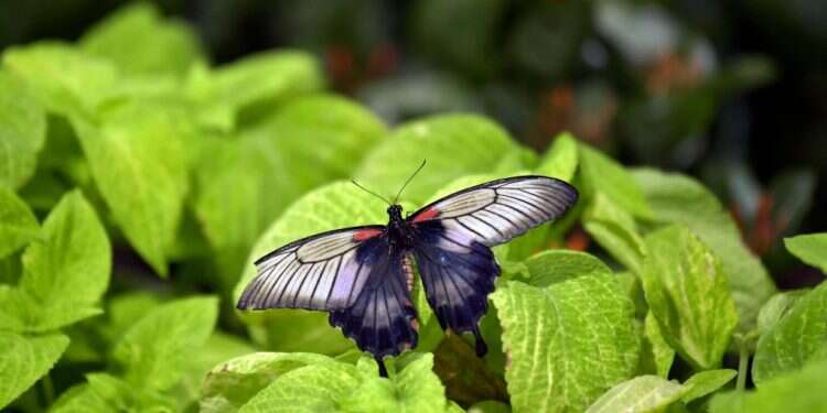 מחקר חדש: מעוף הפרפרים מסתייע בסילון אוויר דחוס