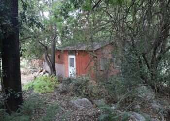 להתהלך עם מגדיר צמחים אנושי