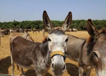 ביקור בבית מחסה לבהמה עם בעיית תדמית