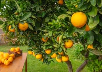 מדוע חז"ל העבירו ביקורת על אנשי יריחו שסייעו לעניים