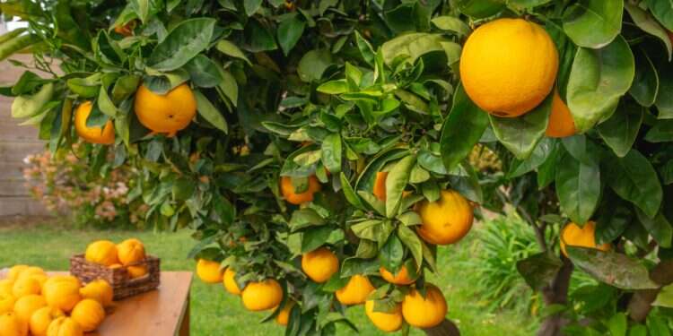 צילום: שאטרסטוק מדוע חז"ל העבירו ביקורת על אנשי יריחו שסייעו לעניים