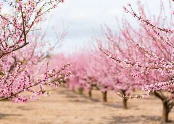 צילום: שאטרסטוק צפו: משדר מיוחד לכבוד ט"ו בשבט!
