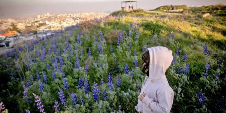 תורמוסים במצפתל, לפני שבוע. צילום: יונתן זינדל - פלאש 90