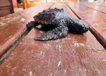 האסון השחור: דליפת הזפת בים גובה מחירים סביבתיים חמורים