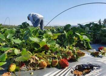 נזקי הסופה. צילום: יוסי אברהמי נזקי סופת השלג לחקלאות: למעלה מ־25 מיליון ש"ח