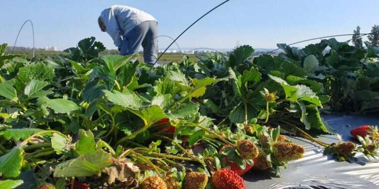 נזקי הסופה. צילום: יוסי אברהמי נזקי סופת השלג לחקלאות: למעלה מ־25 מיליון ש"ח