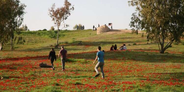 באר מרווה. צילום: רפי בביאן לא רק דרום אדום: שלושה מסלולי פריחה ששווים ביקור