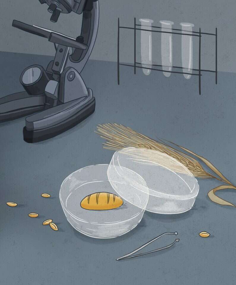 איור: נעמה להב