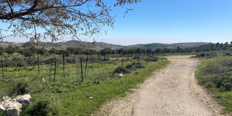 עמונה 4 שנים אחרי העקירה: גם החלקות החקלאיות בעמונה ייהרסו