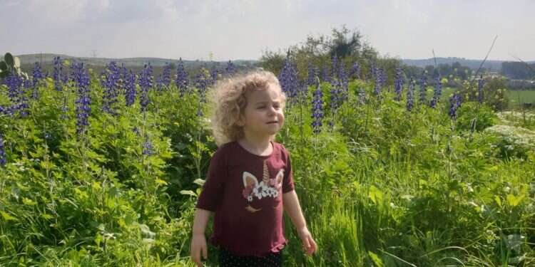 לא רק דרום אדום: שלושה מסלולי פריחה ששווים ביקור