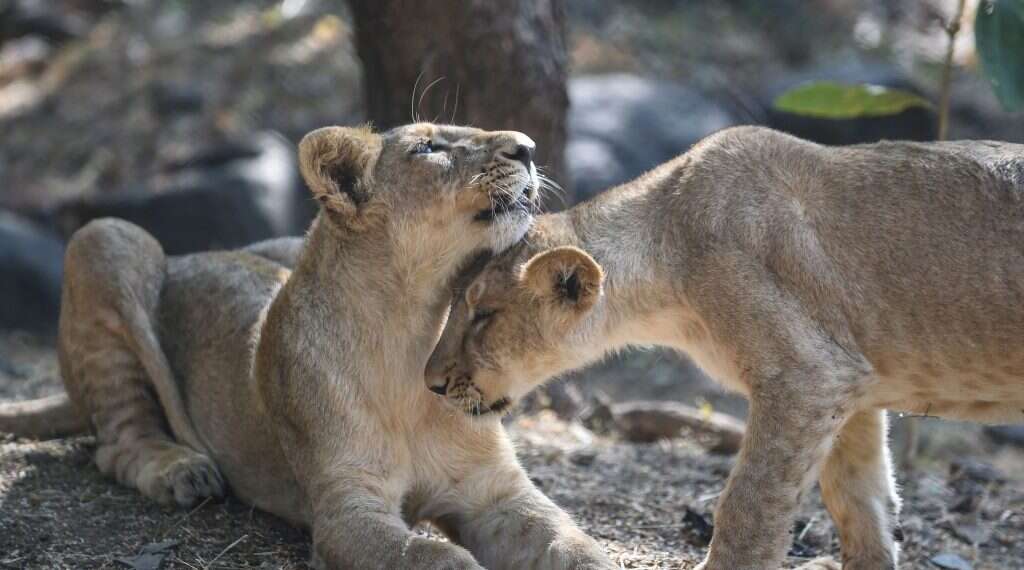 צילום: AFP חיסון הציל את האריה האסייתי, וכעת ההודים מחפשים לו בית