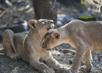 חיסון הציל את האריה האסייתי, וכעת ההודים מחפשים לו בית