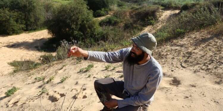 נוגן צברי. צילום: יעל (פרוינד) אברהם