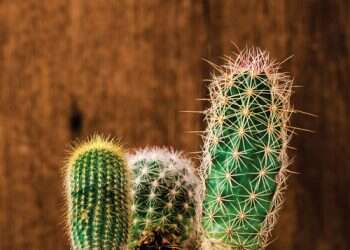 פיסת שמרנות בלב הפרוגרסיביות