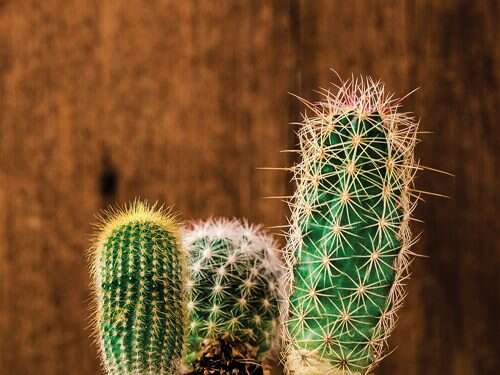 פיסת שמרנות בלב הפרוגרסיביות