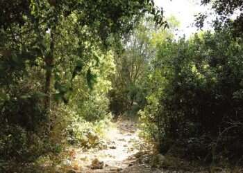 שמורת החורש ומסע בעקבות הורדוס: הטיולים שיעשו לכם את החג