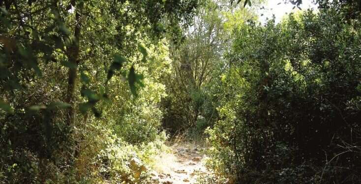 יער ריחן. צילום: באדיבות מועצת יש שמורת החורש ומסע בעקבות הורדוס: הטיולים שיעשו לכם את החג