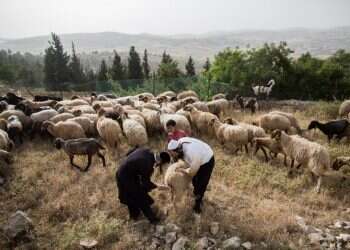 משאל הבחירות הגדול בעניין זכויות היהודים בהר הבית