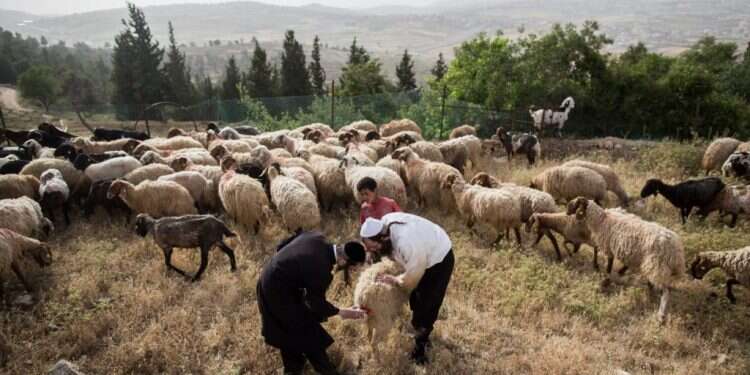 משאל הבחירות הגדול בעניין זכויות היהודים בהר הבית