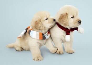 4  טיפים למי שמאמץ גור כלבים