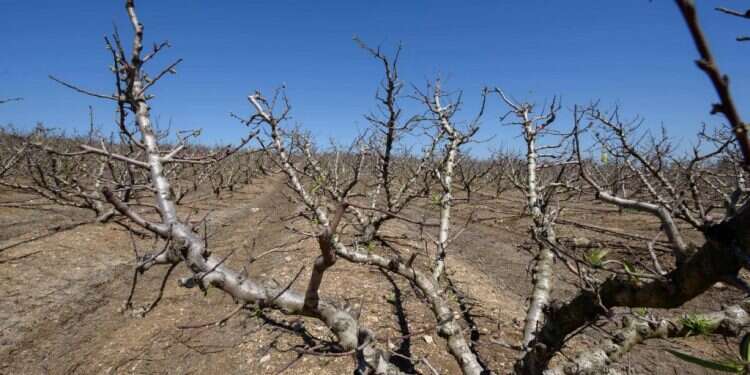 צילומים: אייל מרגולין - ג׳יניגרינברג חקלאי מטולה חסרי אונים: האפרסקים מסרבים להתעורר