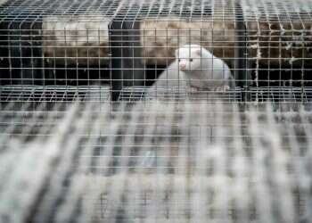 יותר משנה אחרי ההתפרצות, עדיין לא ברור אם אכן העטלף אשם