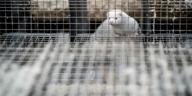 יותר משנה אחרי ההתפרצות, עדיין לא ברור אם אכן העטלף אשם