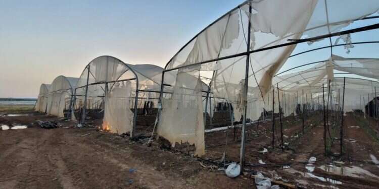 שריפת החממות בשדה משה. צילום: תומר שבתאי שריפת החממות בשדה משה: "שחור בעיניים, תרתי משמע"