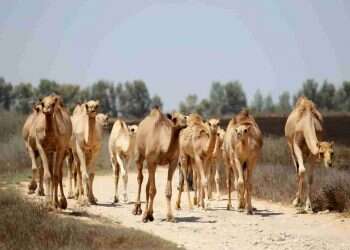 האם התרופה לסרטן הערמונית תגיע מנאקה ששמה ציפורה?