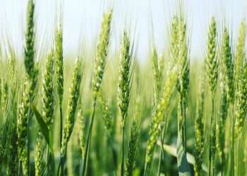 צילום: שאטרסטוק "חומר נפץ רגשי": ואיך קרה שהחיטה צומחת שוב?