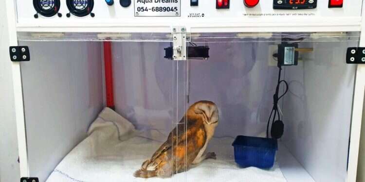 התמונה אמרה הכול.
התנשמת באינקובטור. צילום: יעל שדה