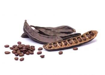 חרובים. צילום: שאטרסטוק הגזע האנושי: מפגש עם רופא העצים עודד יפה