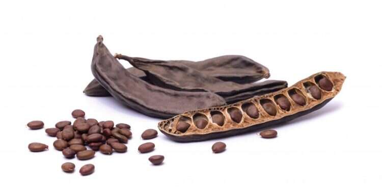 הגזע האנושי: מפגש עם רופא העצים עודד יפה