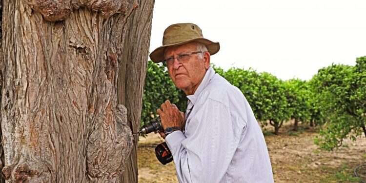 עץ דורש טיפול מתמיד. עודד יפה והברוש. צילום: יעל (פרוינד) אברהם