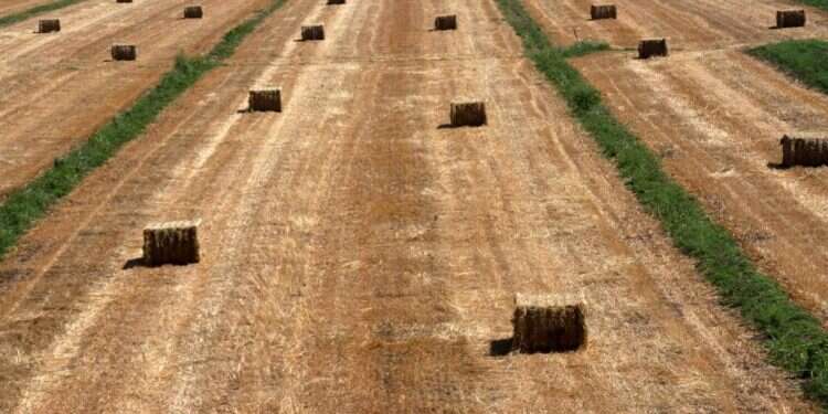 שיר על הדרך: העמק הוא החלום