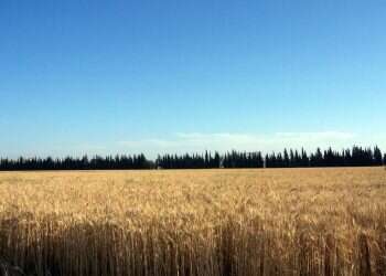לחם מן הארץ: מיחידים הפכנו לעם המניף יחד עומר אחד במקדש