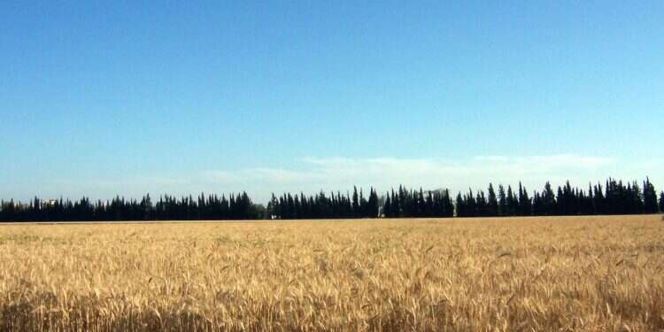 לחם מן הארץ: מיחידים הפכנו לעם המניף יחד עומר אחד במקדש