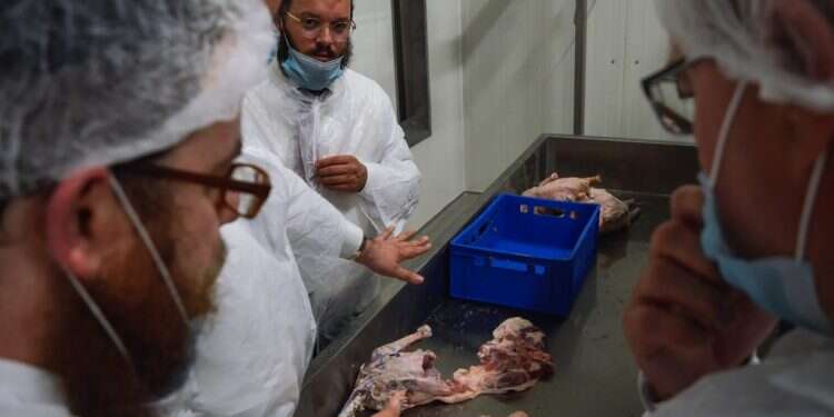 רבנים בוחנים את פס הייצור במשחטת העופות ב- Quality Poultry KFT שבצ'נגלה, הונגריה, צילום: Zsolt Demecs עו"ד שלומי הייזלר ימונה ליו"ר מטה התכנון הלאומי