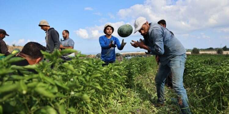 חקלאים בעזה. צילום: AFP החל מהבוקר: יתאפשר יצוא סחורות מרצועת עזה