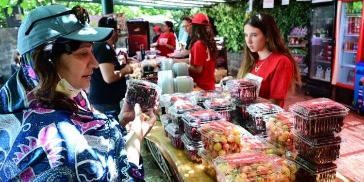 00 שקל לקילו דובדבנים. צילום: מיכאל גלעדי, פלאש 90 שר החקלאות: "לא חייבים לקנות כל פרי"