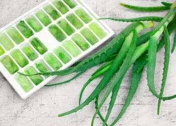 חיי הנצח אצלכם בגינה: נפלאות האלוורה