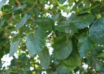 מפגש עם נועה ולצר, שקוראת את עמק החולה כמו את כף ידה